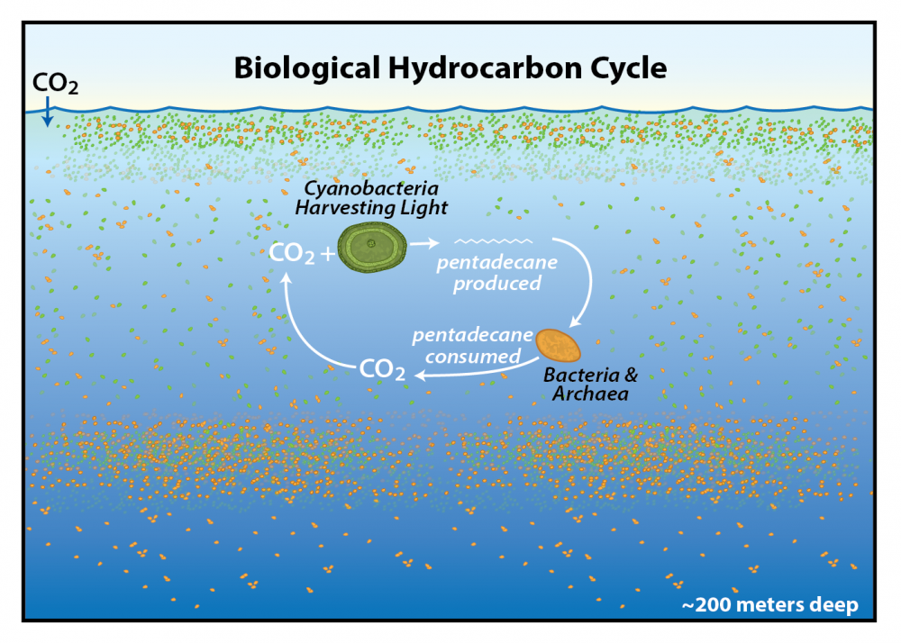Cyanobacteria harvest sunlight to produce pentadecane. Bacteria and archaea consume this compound, leading to a cycle.
